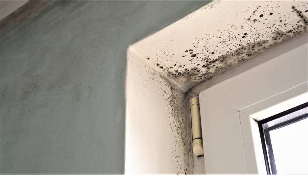 Best Mold Damage Restoration  in Fyffe, AL
