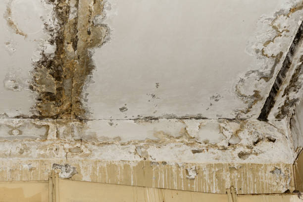 Best Mold Documentation for Insurance Claims  in Fyffe, AL