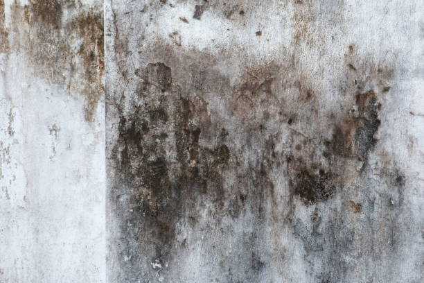 Best Basement Mold Removal  in Fyffe, AL
