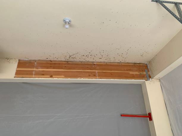 Best Flood Damage  in Fyffe, AL